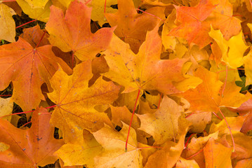 Orange autumn maple leaves closeup