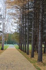 Obraz premium природа