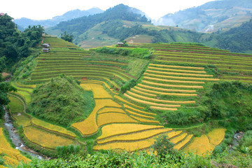 Green, brown, yellow and golden rice terrace fields in Mu Cang Chai, Northwest of Vietnam	