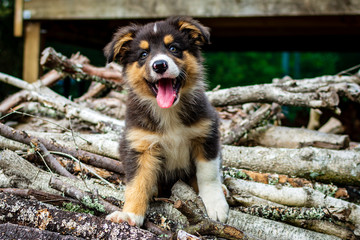 Border Collie Puppy