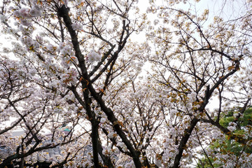雨宝院の桜