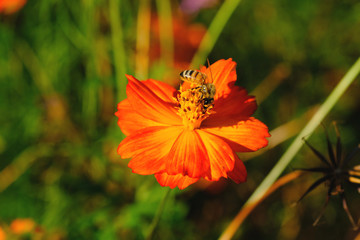 キバナコスモスの蜜を吸うミツバチ