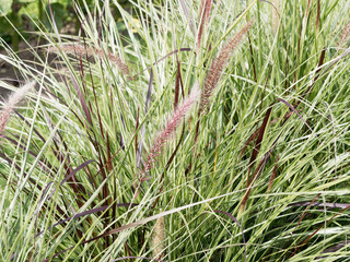 Graminée décorative du pennisetum setaceum 'rubrum' aux longues feuilles rubanées blanc, vert...