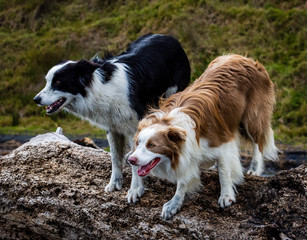 Border Collie