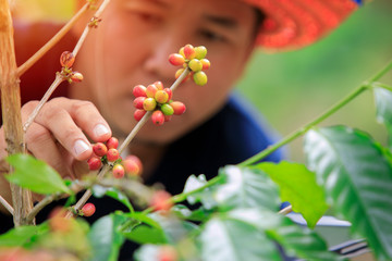 farmer harvesting coffee,coffee plantation,cherry beans.