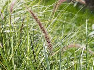 Graminée décorative du pennisetum setaceum 'rubrum' aux longues feuilles rubanées blanc, vert puis rougeoyant aux épis lumineux, pourpres or, en été