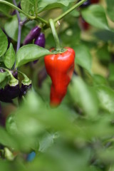 Paprika und unreife Habaneros