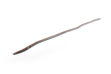 Earthworm fertilizer for agriculture to nourish the soil.