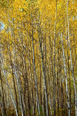 Aspen-birch forest. Autumn time.