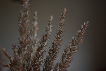 Stylish composition of dry grass (reed) against a dark background. Minimal art.