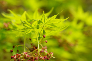 モミジの新芽と花