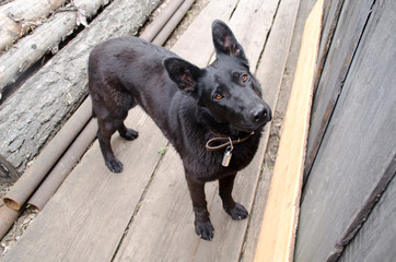 Portrait of a black dog, top view
