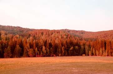 Siberian autumn landscape, red forest