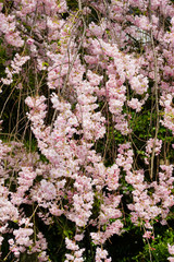 Obraz premium 紅枝垂れ桜
