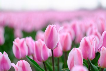 ピンクチューリップ