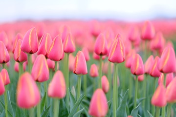 赤いチューリップ ワールドフェバリット