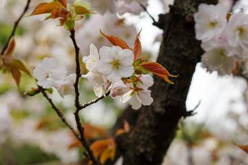 雨宝院の桜