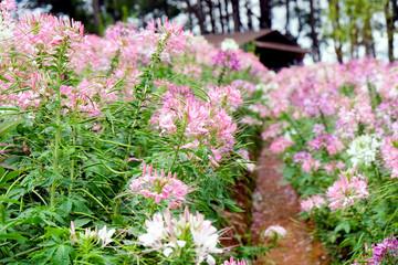 Pink and white beautiful Spider flower in the garden