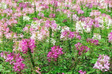 Obraz premium Pink and white beautiful Spider flower in the garden