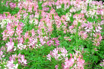 Pink and white beautiful Spider flower in the garden