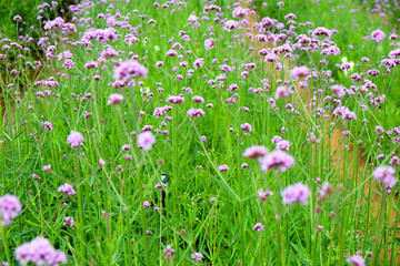 Obraz na płótnie Canvas purple verbena flower in garden