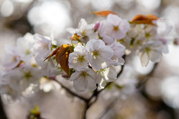 雨宝院の桜