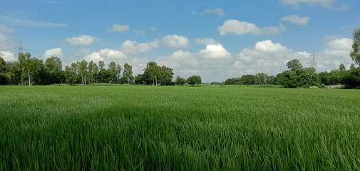 field of green grass and blue sky