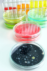 microorganism in petridish