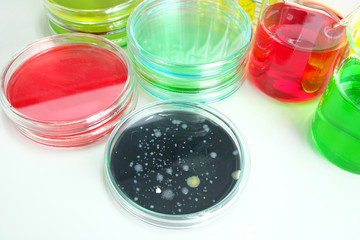 microorganism in petridish