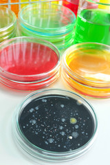 microorganism in petridish