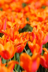 オレンジチューリップ