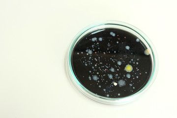 microorganism in petridish