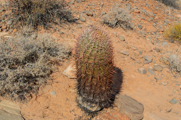 arches national park valley of fire cactus in desert