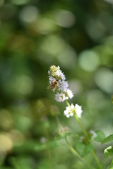 Blühende Orangenminze im Tontopf