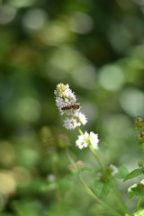 Bl&uuml;hende Orangenminze im Tontopf