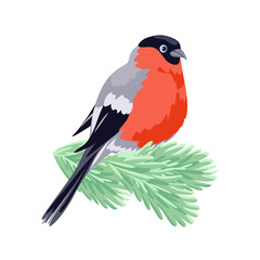 Bullfinch on spruce branch isolated on white background. Vector illustration in flat cartoon style. Design element for winter holiday decoration.