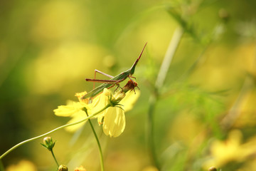 ショウリョウバッタ