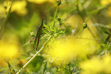 ショウリョウバッタ