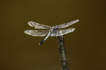 オオシオカラトンボ