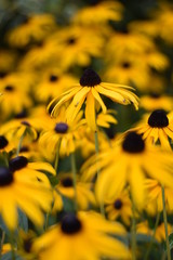Blühende Rudbeckie (Rudbeckia)