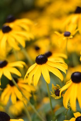 Blühende Rudbeckie (Rudbeckia)