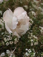  white flower