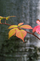blackberry autumn leaves on a background of beech bark