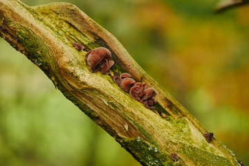 Mu-Err Pilz Sachsen 2019