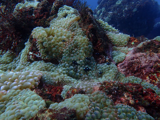 Beautiful underwater scenery