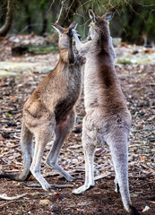 Pair of Kangaroos fighting each other