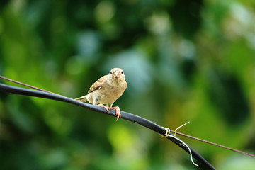 sparrow on branch