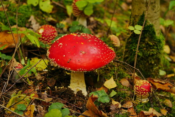 Fliegenpilz Amanita muscaria Sachsen 2019