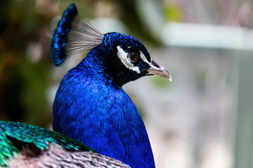 Close up of beautiful blue irridescent Peacock head