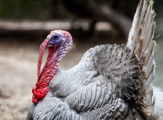 Close up of turkey with tail fanned